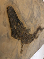Archegosaurus sp. Jäger aus dem Perm