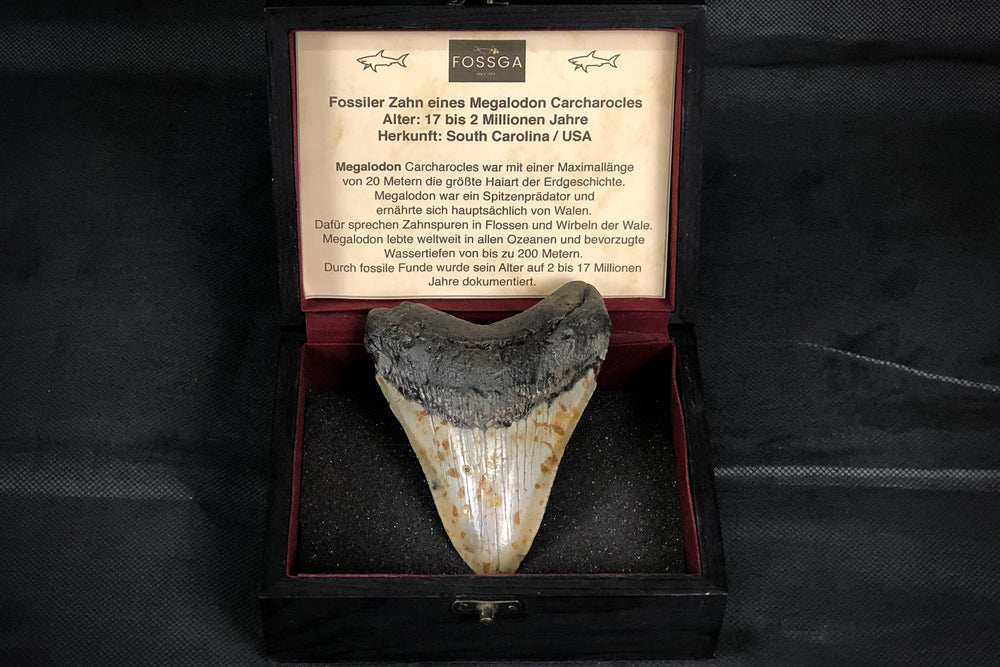 Megalodon Zahn