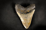 Megalodon Zahn