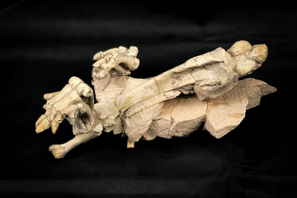 Oreodont Bonebed aus dem Oligozän