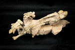 Oreodont Bonebed aus dem Oligozän