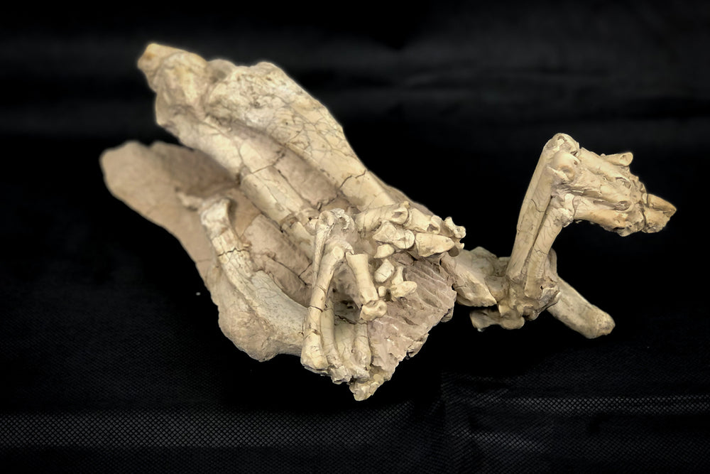 Oreodont Bonebed aus dem Oligozän