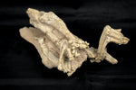 Oreodont Bonebed aus dem Oligozän