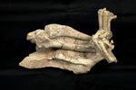 Oreodont Bonebed aus dem Oligozän