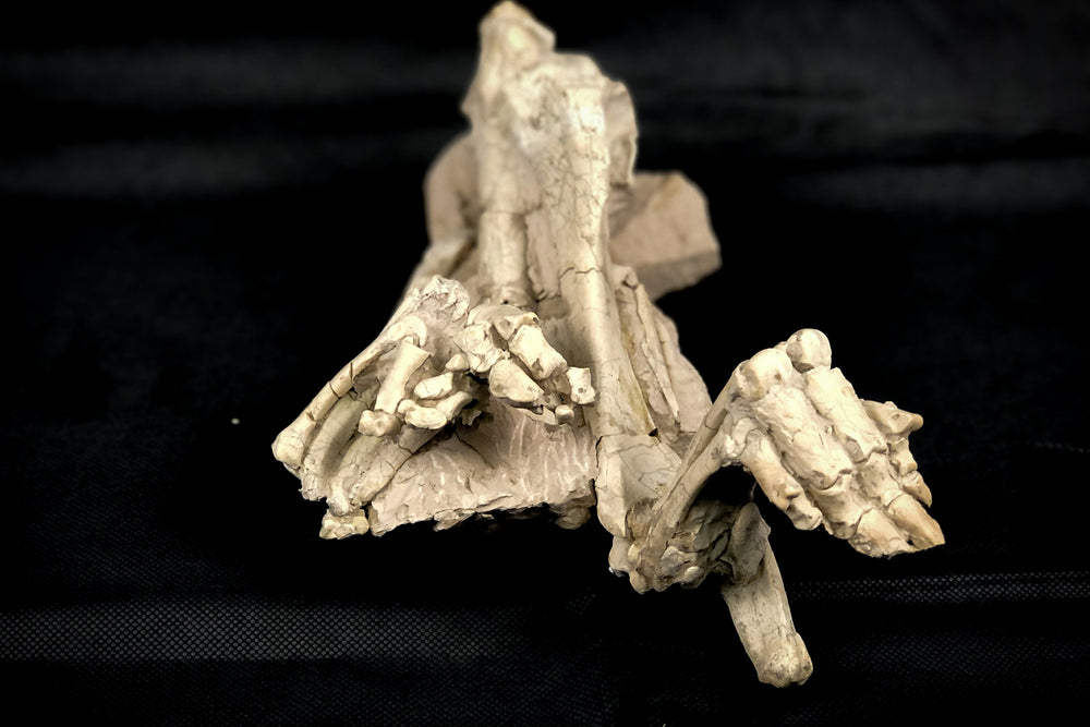Oreodont Bonebed aus dem Oligozän