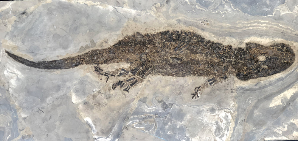 Sclerocephalus haeuseri Raublurch aus dem Perm