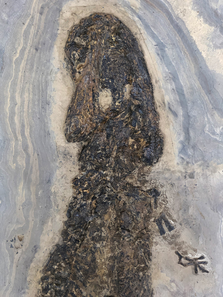 Sclerocephalus haeuseri Raublurch aus dem Perm
