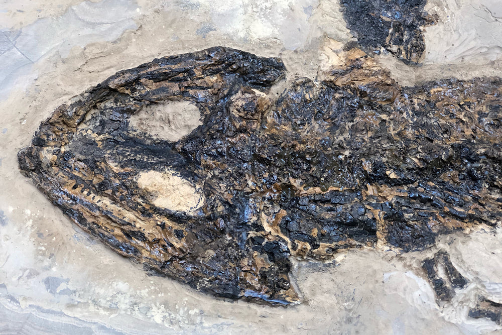 Sclerocephalus mit Fisch Paramblypterus aus dem Perm