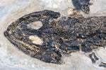 Sclerocephalus mit Fisch Paramblypterus aus dem Perm