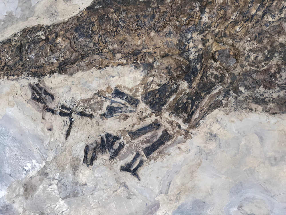 Sclerocephalus haeuseri Raublurch aus dem Perm