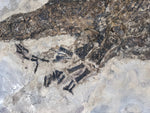 Sclerocephalus haeuseri Raublurch aus dem Perm