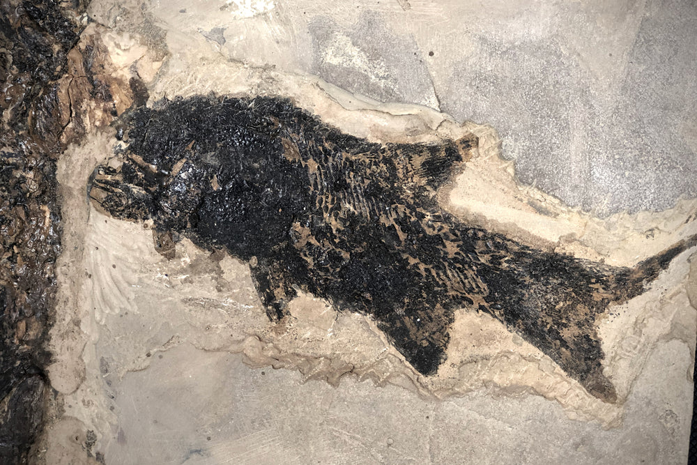 Sclerocephalus mit Fisch Paramblypterus aus dem Perm
