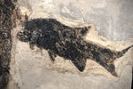 Sclerocephalus mit Fisch Paramblypterus aus dem Perm