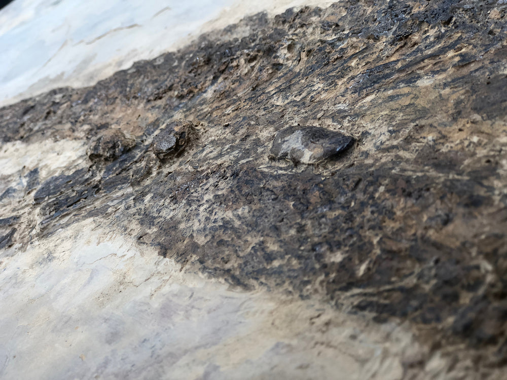 Sclerocephalus haeuseri Raublurch aus dem Perm