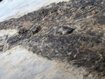 Sclerocephalus haeuseri Raublurch aus dem Perm