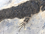 Sclerocephalus Raublurch aus dem Perm
