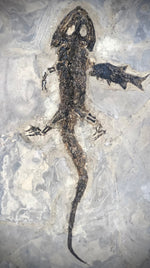 Sclerocephalus mit Fisch Paramblypterus aus dem Perm