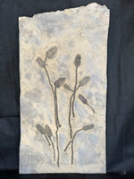 Seelilie Encrinus liliiformis