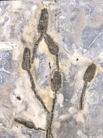 Seelilie Encrinus liliiformis