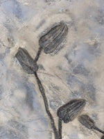 Seelilie Encrinus liliiformis aus dem Trias