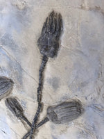Seelilie Encrinus liliiformis aus dem Trias