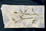 Seelilie Encrinus liliiformis
